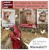 Cartoon: Plakatwerbung im Hühnerstall (small) by Bürgerschreck tagged merkel,steinmeier,kurt,beck,hühnerstall,plakatwerbung,wahlkampf,schweine,ferkel