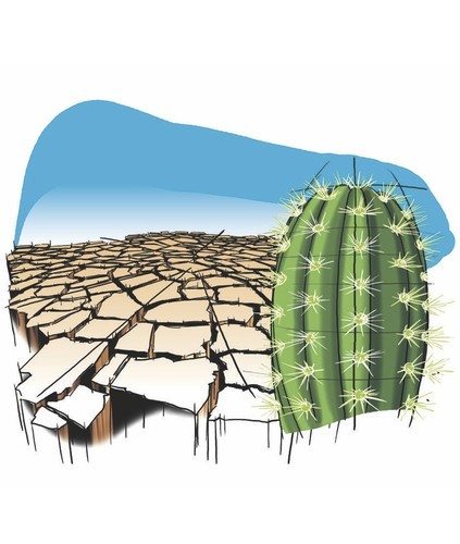 Cartoon: Waterless (medium) by Alexandru Ifrim tagged cactus,waterless,deseer,illustration,earth