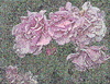 Cartoon: Rosen (small) by lesemaus tagged rosen