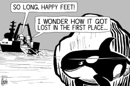 Cartoon: Happy Feet release (medium) by sinann tagged happy,feet,emperor,penguin,release,lost,killer,whale