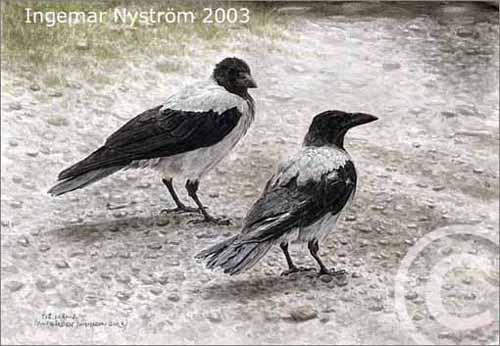Cartoon: Two crowes (medium) by Ingemar tagged birds,crow,art,watercolor