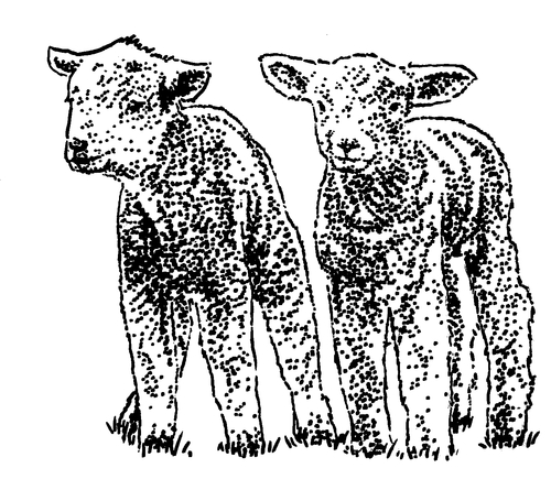 Cartoon: Sheeps (medium) by ARTito tagged schaf,sheep,animals,twins,sweet,süß,dithmarschen