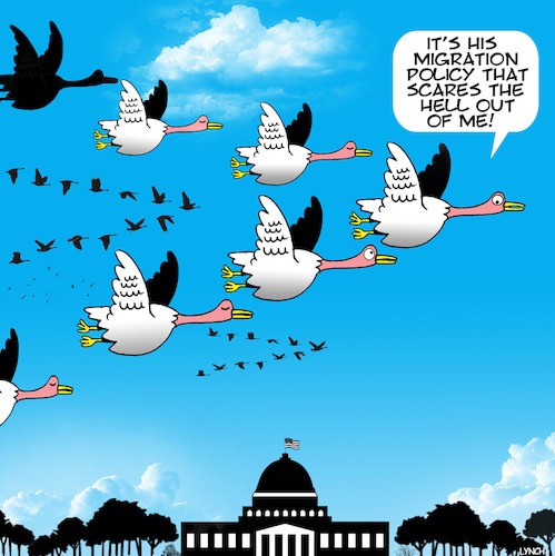 Cartoon: Migration policy (medium) by toons tagged geese,donald,trump,migrationary,birds,white,house,fake,news,flying,in,formation,geese,donald,trump,migrationary,birds,white,house,fake,news,flying,in,formation