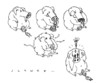 Cartoon: Die Elektrosau (small) by schwoe tagged schwein,orgasmus,steckdose,strom,erotik