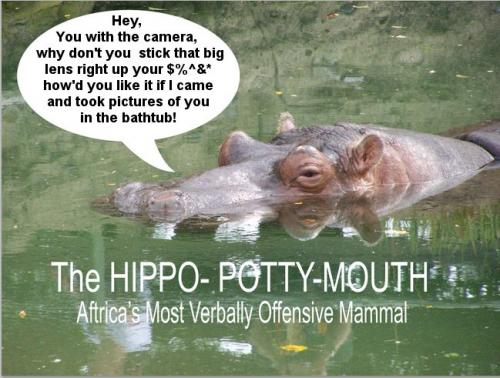 Cartoon: Hippo-Potty-Mouth (medium) by mdouble tagged humor,photo,illustration,