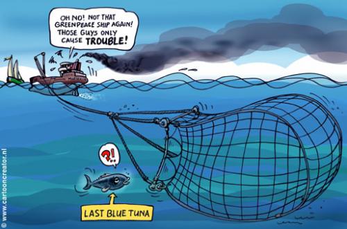 Last blue Tuna