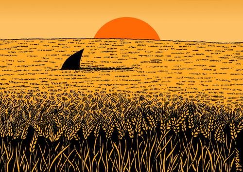Cartoon: a sea of wheat (medium) by Medi Belortaja tagged humor,paradox,danger,shark,wheat,sunshine,field,sea