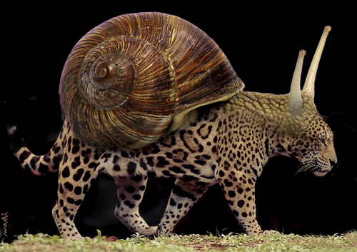 Cartoon: fast snail (medium) by Medi Belortaja tagged leopard,shell,snail,slowely,fast,genetical,modification