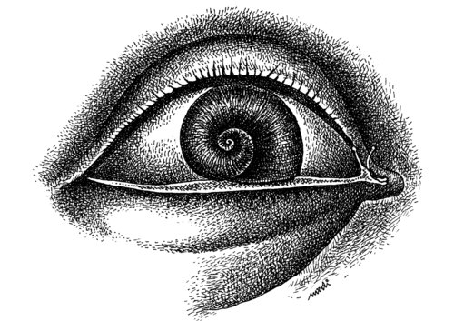 Cartoon: snail eye (medium) by Medi Belortaja tagged eye,snail,looking