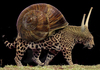 Cartoon: fast snail (small) by Medi Belortaja tagged fast,slowely,snail,shell,leopard,genetical,modification