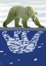 Cartoon: reflection in polar waters (small) by Medi Belortaja tagged reflection in polar waters bear