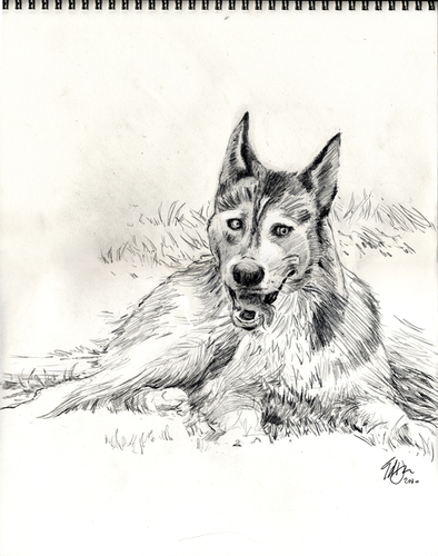 Cartoon: Husky Sketch (medium) by halltoons tagged dog,dogs,husky,snow,pencil,drawing,sketch