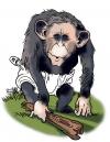 Cartoon: Bush Chimp (small) by halltoons tagged bush president usa chimp ape