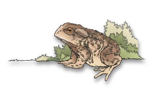 Cartoon: frog toad (medium) by hansoleherbst tagged frog,toad,