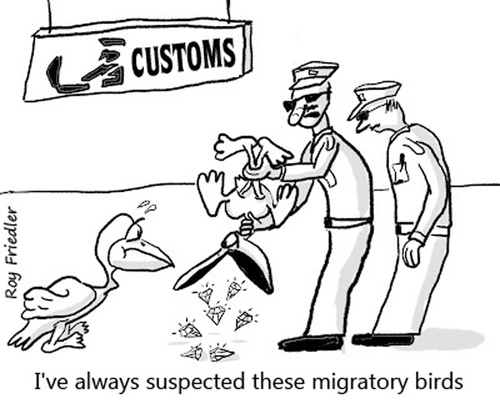 Cartoon: migratory birds (medium) by roy friedler tagged birds,custom,duty