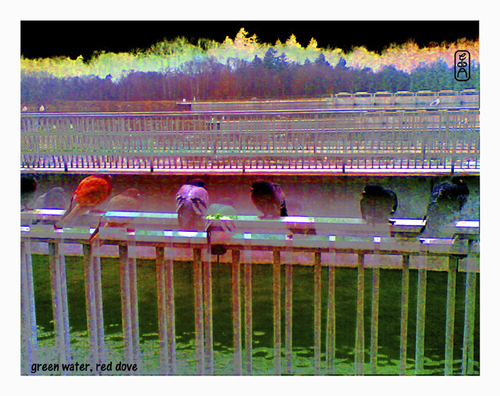 Cartoon: green water - red dove (medium) by edda von sinnen tagged rote,taube,grünes,wasser,red,dove,green,water,fukushima,edda,von,sinnen