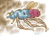 Cartoon: Big Flying Insect (small) by Cartoons and Illustrations by Jim McDermott tagged bugs insect