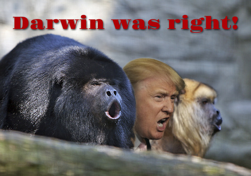 Cartoon: Trump and the Howling Monkeys (medium) by Alf Miron tagged evolution,darwin,creationism,democracy,elections,presidential,usa,republicans,shouting,trump,donald,monkey,howler