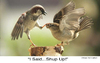 Cartoon: Birds (small) by LAINO tagged birds